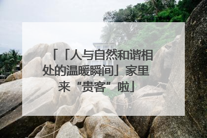 「人与自然和谐相处的温暖瞬间」家里来“贵客”啦