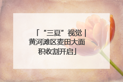 “三夏”视觉｜黄河滩区麦田大面积收割开启