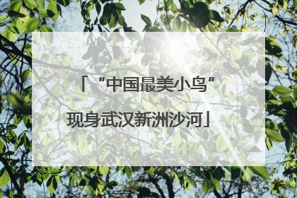 “中国最美小鸟”现身武汉新洲沙河