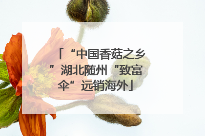 “中国香菇之乡”湖北随州“致富伞”远销海外