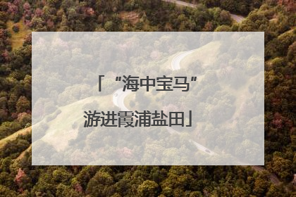 “海中宝马”游进霞浦盐田