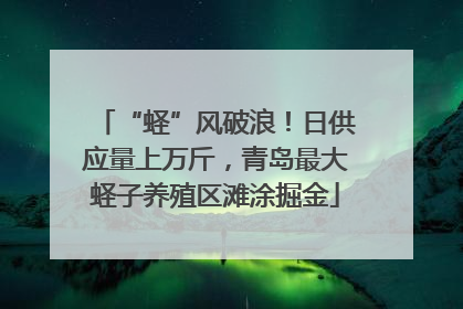 “蛏”风破浪！日供应量上万斤，青岛最大蛏子养殖区滩涂掘金