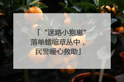 “迷路小狍崽”落单蜷缩草丛中，民警暖心救助