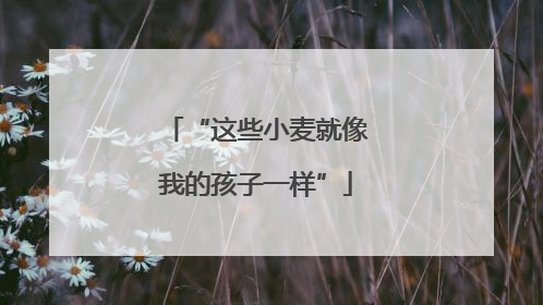 “这些小麦就像我的孩子一样”