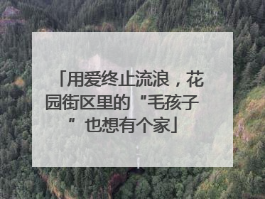 用爱终止流浪，花园街区里的“毛孩子”也想有个家
