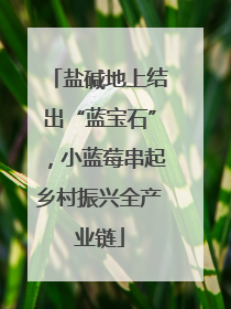 盐碱地上结出“蓝宝石”，小蓝莓串起乡村振兴全产业链