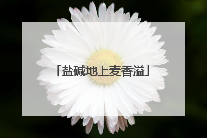 盐碱地上麦香溢