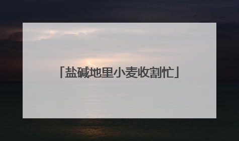 盐碱地里小麦收割忙