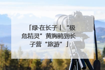绿·在长子丨“极危精灵”黄胸鹀到长子营“旅游”