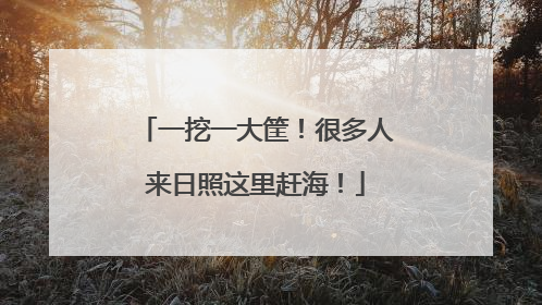 一挖一大筐！很多人来日照这里赶海！