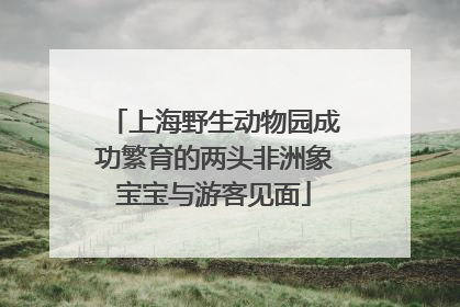 上海野生动物园成功繁育的两头非洲象宝宝与游客见面
