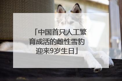中国首只人工繁育成活的雌性雪豹迎来9岁生日