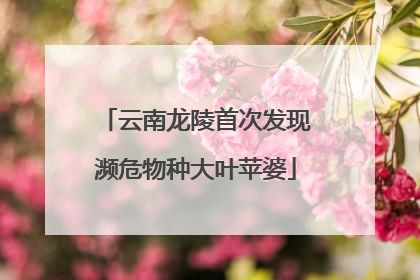 云南龙陵首次发现濒危物种大叶苹婆