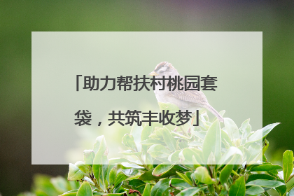 助力帮扶村桃园套袋，共筑丰收梦