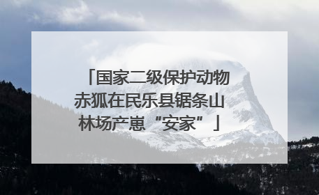 国家二级保护动物赤狐在民乐县锯条山林场产崽“安家”