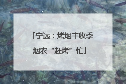 宁远：烤烟丰收季 烟农“赶烤”忙