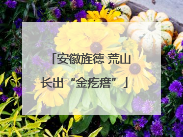 安徽旌德 荒山长出“金疙瘩”