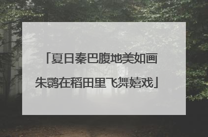 夏日秦巴腹地美如画 朱鹮在稻田里飞舞嬉戏