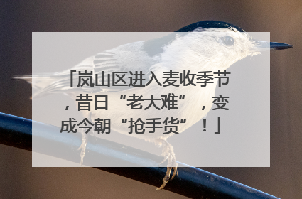 岚山区进入麦收季节，昔日“老大难”，变成今朝“抢手货”！
