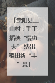 崇阳县三山村：手工插秧“慢功夫” 绣出稻田新“丰”景