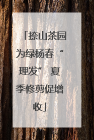 捺山茶园为绿杨春“理发” 夏季修剪促增收