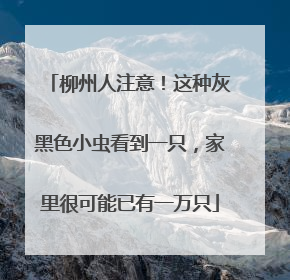 柳州人注意！这种灰黑色小虫看到一只，家里很可能已有一万只