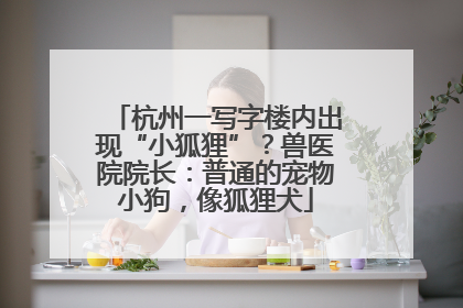 杭州一写字楼内出现“小狐狸”？兽医院院长：普通的宠物小狗，像狐狸犬