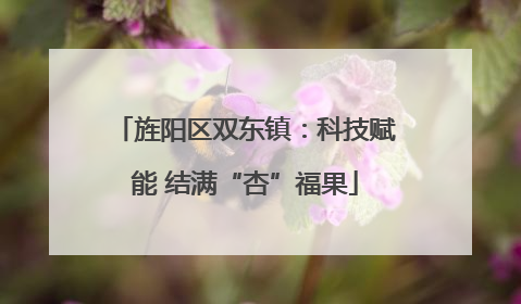 旌阳区双东镇：科技赋能 结满“杏”福果