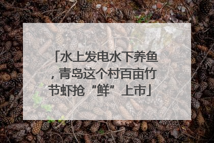 水上发电水下养鱼，青岛这个村百亩竹节虾抢“鲜”上市