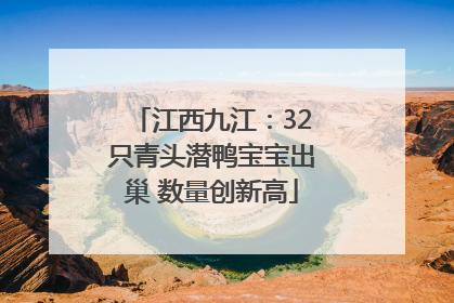 江西九江：32只青头潜鸭宝宝出巢 数量创新高