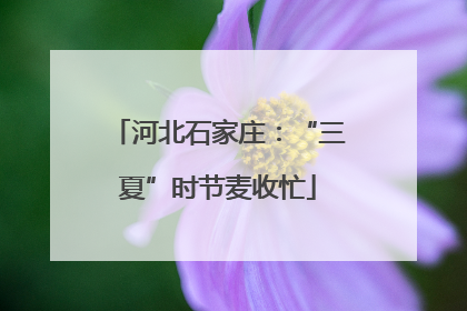 河北石家庄：“三夏”时节麦收忙