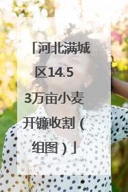 河北满城区14.53万亩小麦开镰收割（组图）