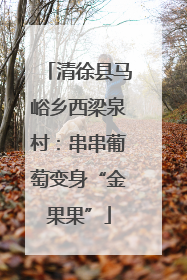 清徐县马峪乡西梁泉村：串串葡萄变身“金果果”