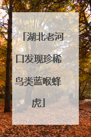 湖北老河口发现珍稀鸟类蓝喉蜂虎