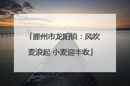 滕州市龙阳镇：风吹麦浪起 小麦迎丰收