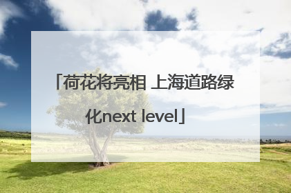 荷花将亮相 上海道路绿化next level