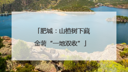 肥城：山楂树下藏金薯“一地双收”