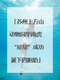 苏州上方山动物园华南虎“星星”成功诞下四胞胎