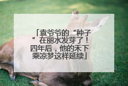 袁爷爷的“种子”在丽水发芽了！四年后，他的禾下乘凉梦这样延续