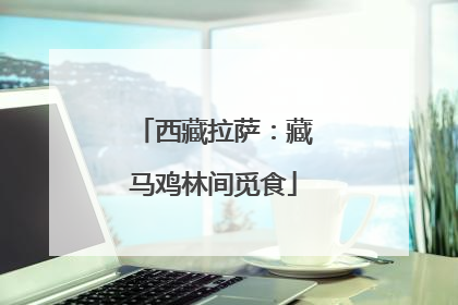 西藏拉萨：藏马鸡林间觅食