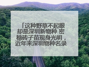 这种野草不起眼 却是深圳新物种 密穗砖子苗现身光明，近年来深圳物种名录不断刷新
