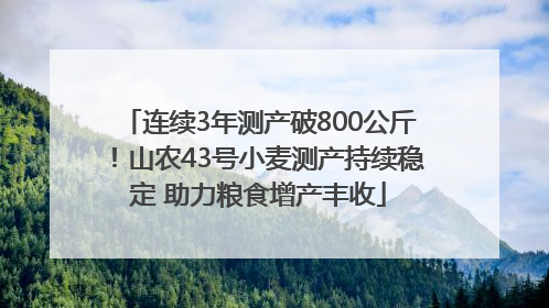 连续3年测产破800公斤！山农43号小麦测产持续稳定 助力粮食增产丰收
