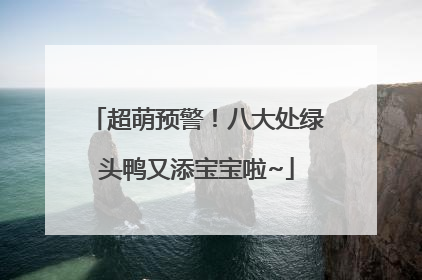 超萌预警！八大处绿头鸭又添宝宝啦~
