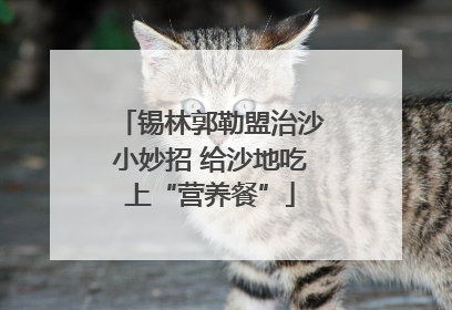 锡林郭勒盟治沙小妙招 给沙地吃上“营养餐”
