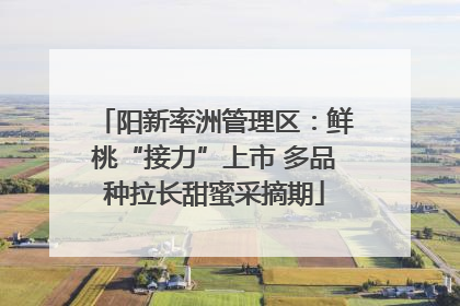 阳新率洲管理区：鲜桃“接力”上市 多品种拉长甜蜜采摘期