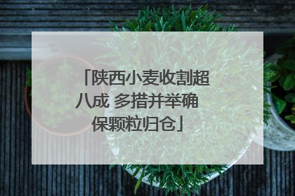 陕西小麦收割超八成 多措并举确保颗粒归仓