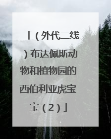 （外代二线）布达佩斯动物和植物园的西伯利亚虎宝宝（2）