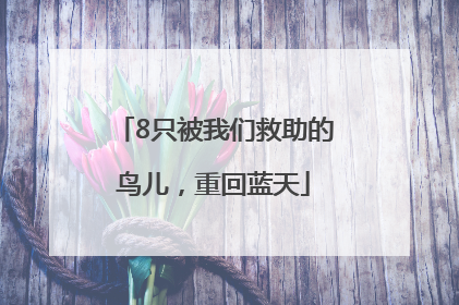 8只被我们救助的鸟儿，重回蓝天